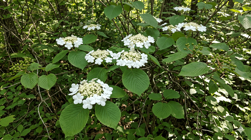 Hobblebush